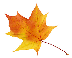 autumn maple leaf for herbarium. a yellow-orange leaf isolated on a white background with a clipping path.