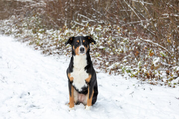 Adorable dog enjoying the snow, appenzeller sennenhund.