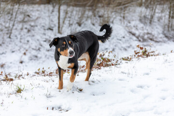 Dog is standing in the snow. Appenzeller Sennenhund