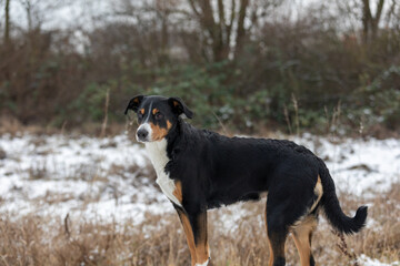 standing dog in the forest, appenzeller sennenhund