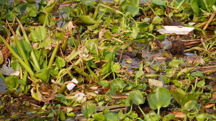 Naklejka na ściany i meble Water pollution - Plastic and foam garbage floating with water hyacinth weed on surface of the Chaopraya river,Thailand Environmental problem caused by human activity