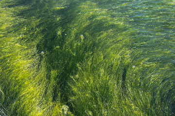 Close-up of green algae growing in the water. Beautiful green natural background.