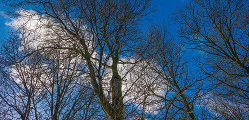 Trees and reed in a field in wetland below a blue white cloudy sky in sunlight in winter, Almere, Flevoland, The Netherlands, January 24, 2021