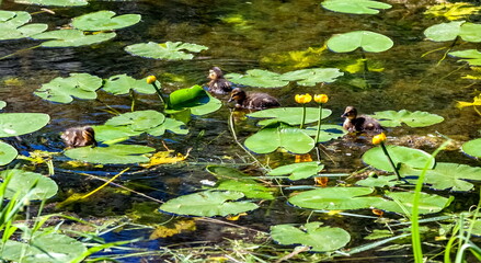 Chicks birds duck mallard on the surface of the reservoir in summer
