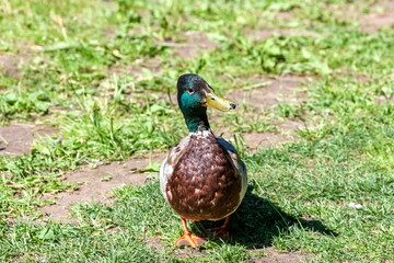 Bird duck mallard (drake) on the background of green grass close-up in summer