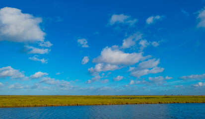 The reedy edge of a lake in a green grassy field in wetland in sunlight under a blue sky in winter, Almere, Flevoland, The Netherlands, January 24, 2021