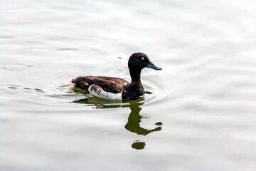 Common eggnog bird on the water surface of the reservoir close-up in summer