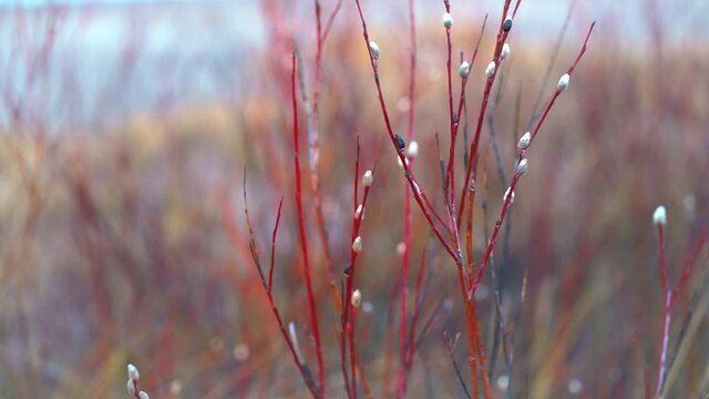 Willow bushes with white buds on the background of the Baltic Sea in a storm in December. Bright sunny background on baltic sand dunes by the sea. Latvia