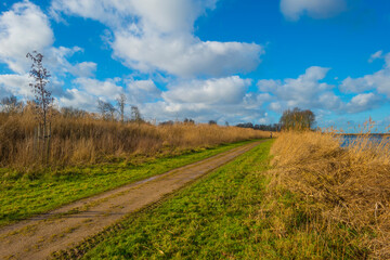 Fototapeta na wymiar The reedy edge of a lake in a green grassy field in wetland in sunlight under a blue sky in winter, Almere, Flevoland, The Netherlands, January 24, 2021