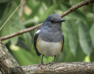  A young oriental magpie robin. 