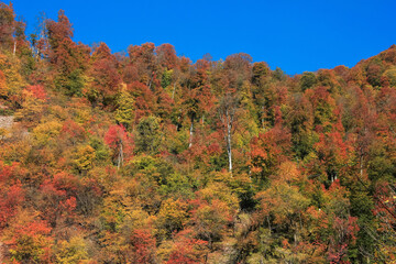 Beautiful autumn forest in the mountains.