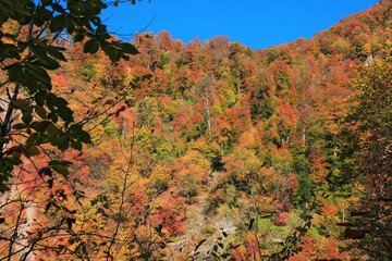 Beautiful autumn forest in the mountains.