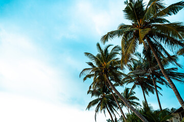 Fototapeta na wymiar Tropikalne palmy kokosowe na tle zachodzącego słońca, plaży i oceanu.