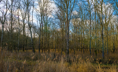 Trees and reed in a field in wetland below a blue white cloudy sky in sunlight in winter, Almere, Flevoland, The Netherlands, January 24, 2021