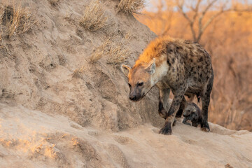 Hyena family coming out of the den early in the morning in the warm light of the sunrise in Sabi Sands game reserve in the Greater Kruger Region in South Africa
