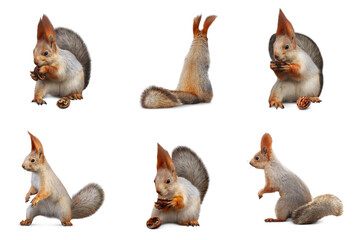 Set with cute squirrels on white background © New Africa