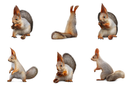 Set with cute squirrels on white background