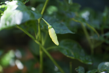 Closeup of a white chilli