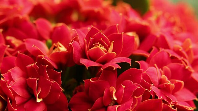 Timelapse of blooming Red Flower. Beautiful opening up. Timelapse of growing blossom big flower on green leaves background