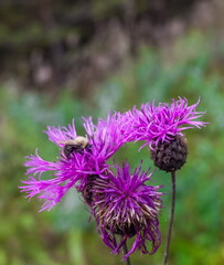 Thistle flowers close up on green grass background