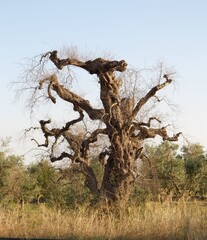 albero di ulivo ucciso dalla xilella in Puglia