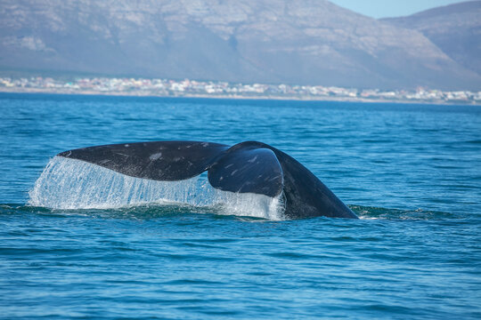 Whale tale in the ocean in Hermanus of South Africa