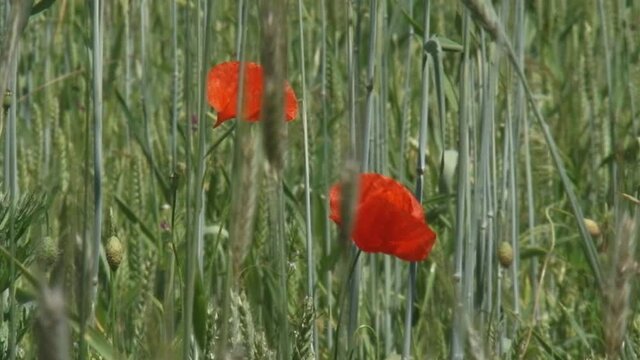 poppies blooming in corn field secale cereale - close up. Winter rye is any breed of rye planted in the fall to provide ground cover for the winter