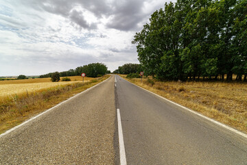 Naklejka premium Asphalt road in the rural countryside with cereal plantation. 