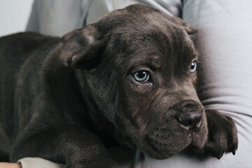 close up of cute puppy cane corso dog