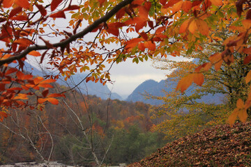 Fototapeta na wymiar Beautiful autumn forest in the mountains.