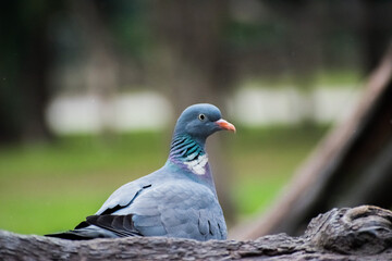 close up of a dove, Columba palumbus