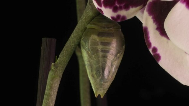 the process of emergence of the Morph butterfly from the pupa, time-lapse, the butterfly is born from the pupa and shakes its wings, cognitive and educational assistance, macro photography