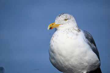 seagull on a blue sky