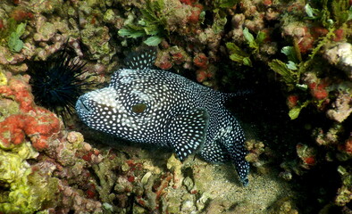 Naklejka na ściany i meble Costa Rica Pacific sea life/underwater