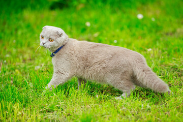 Naklejka na ściany i meble fold cat on the lawn