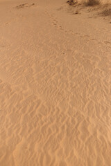 Desert landscape, dry grass and yellow sand