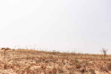 Desert landscape, dry grass and yellow sand