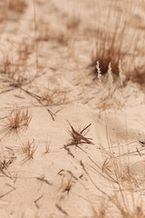 Desert landscape, dry grass and yellow sand