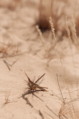 Desert landscape, dry grass and yellow sand