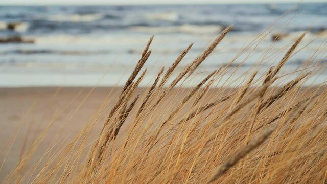 People walk on the beach of the Baltic Sea in the background of a storm and dry grass. Latvia, Baltic state