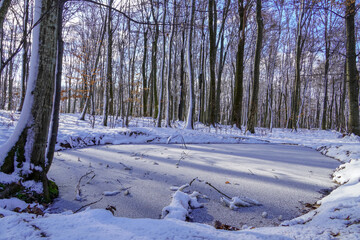 Sun and snow in the winter forest landscape
