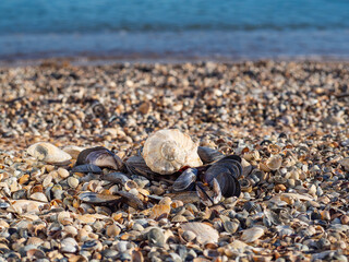 Sea beach of seashells. Close-up of a pile of shells on the beach.