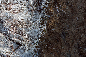 Natural textures, dry algae and grass