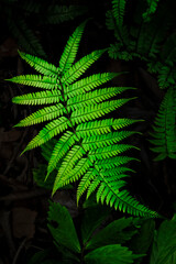 Fototapeta na wymiar Green fern in the forest while raining 