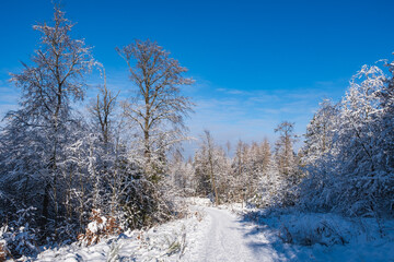 View along a forest path in a snow-covered winter landscape in the Taunus / Germany 