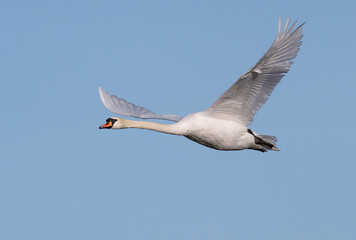 The mute swan (Cygnus olor) is a species of swan and a member of the waterfowl family Anatidae.