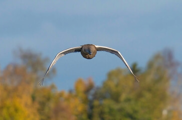 The mute swan (Cygnus olor) is a species of swan and a member of the waterfowl family Anatidae.