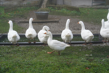 Group of white geese standing on grass near a pond.