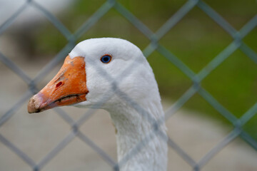 White goose with blue eyes.