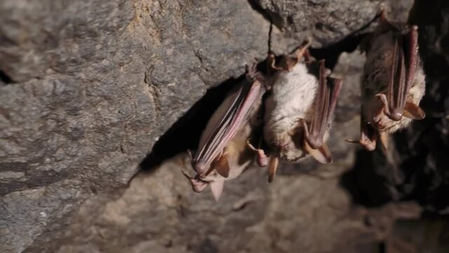 Bats sleeping in a cave in the winter. The camera is in motion.